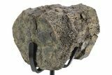 Fossil Hadrosaur Caudal Vertebra w/ Metal Stand - Texas #243656-2